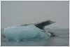 6/islande skatfatell iceberg 83 (Small).jpg